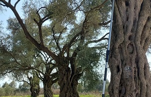 zeytinyağı resmi